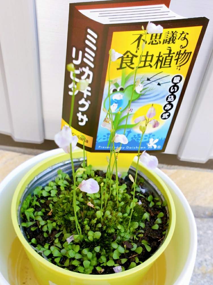 アプローチの画像 by _little_birdy_さん | アプローチとミミカキグサ リビダと食虫植物とビザールプランツと外管理と食虫植物 ミミカキグサ