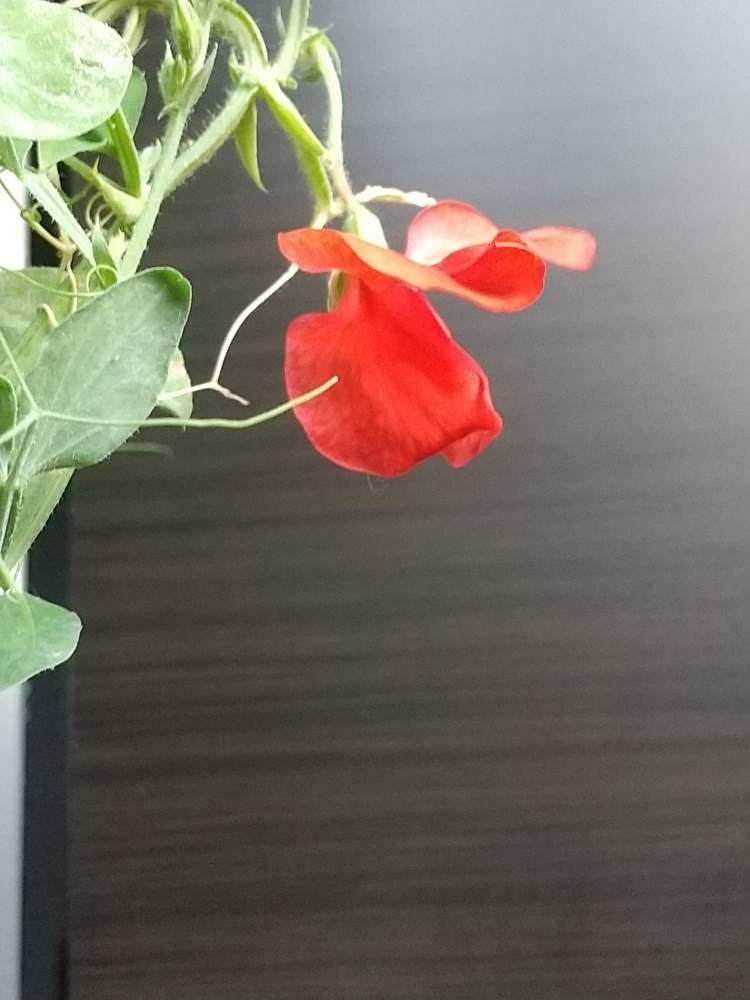 の画像 by 月華美神さん | 植物のあるくらしと癒される♡と花と緑のある暮らしとおうち時間とおうちde菜園と∞Purple and Queen倶楽部∞とおうち園芸と∞Purple and queen 倶楽部∞とMorning☀️と心のやすらぎとかわいぃな♡と∞INFINITY∞と花のある暮らしと癒し✨とスイートピー♡とおうちで楽しく