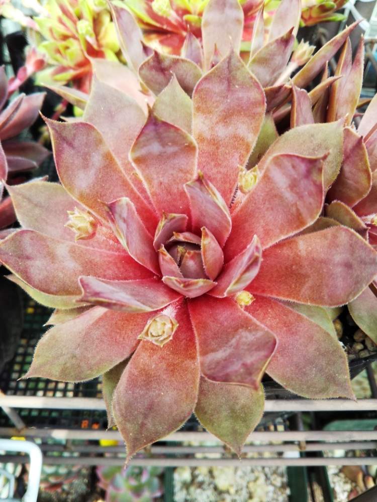 棚の画像 by はははさん | 棚と多肉屋敷と多肉植物と観葉植物とsempervivumとセンペルビウム属とおうち園芸と多肉花壇と紅葉多肉とセンペルビブムとセンペルビウム・ゼノビアと多肉棚と群生派