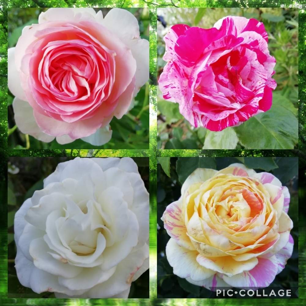 小さな庭の画像 by 律さん | 小さな庭とお花大好き♡と薔薇に魅せられてとおうち園芸とバラと夢CLUBとガーデニングと花のある暮らしと薔薇♪