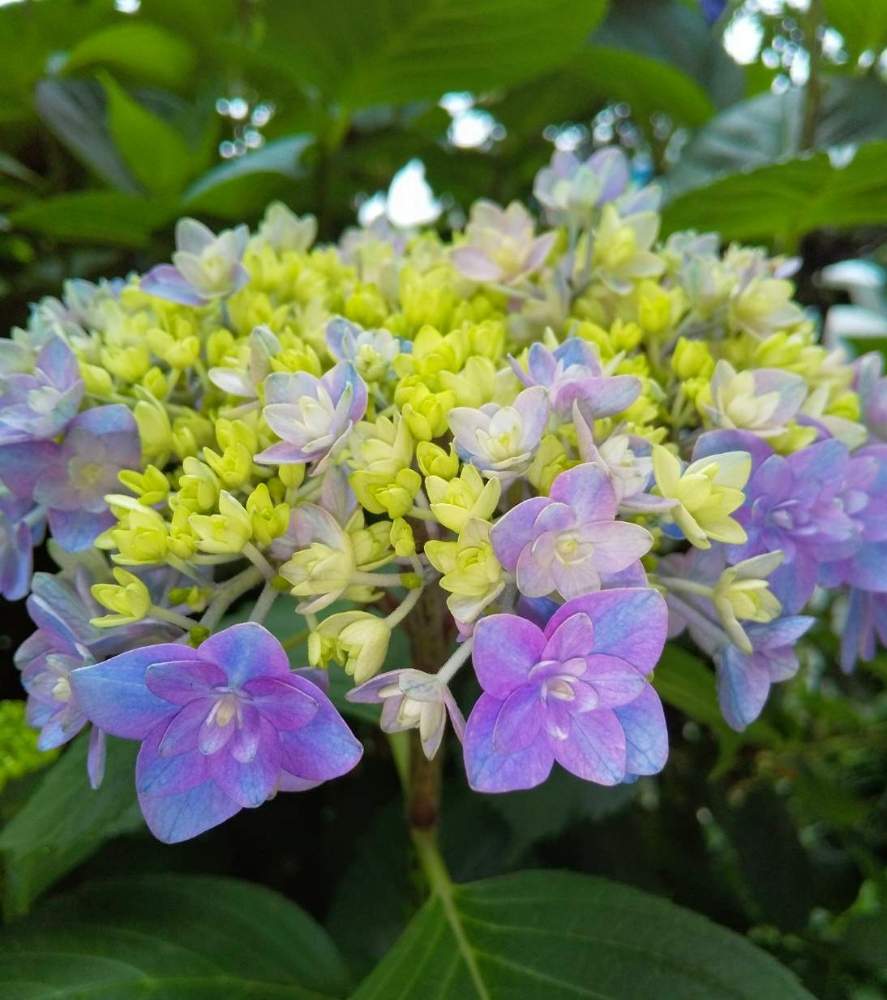 お出かけ先の画像 by カタカゴさん | お出かけ先と紫陽花と医療・介護の皆様に感謝と青い紫陽花前線2020とチーム・ブルーNo.024と青い花マニアとチーム・ブルー