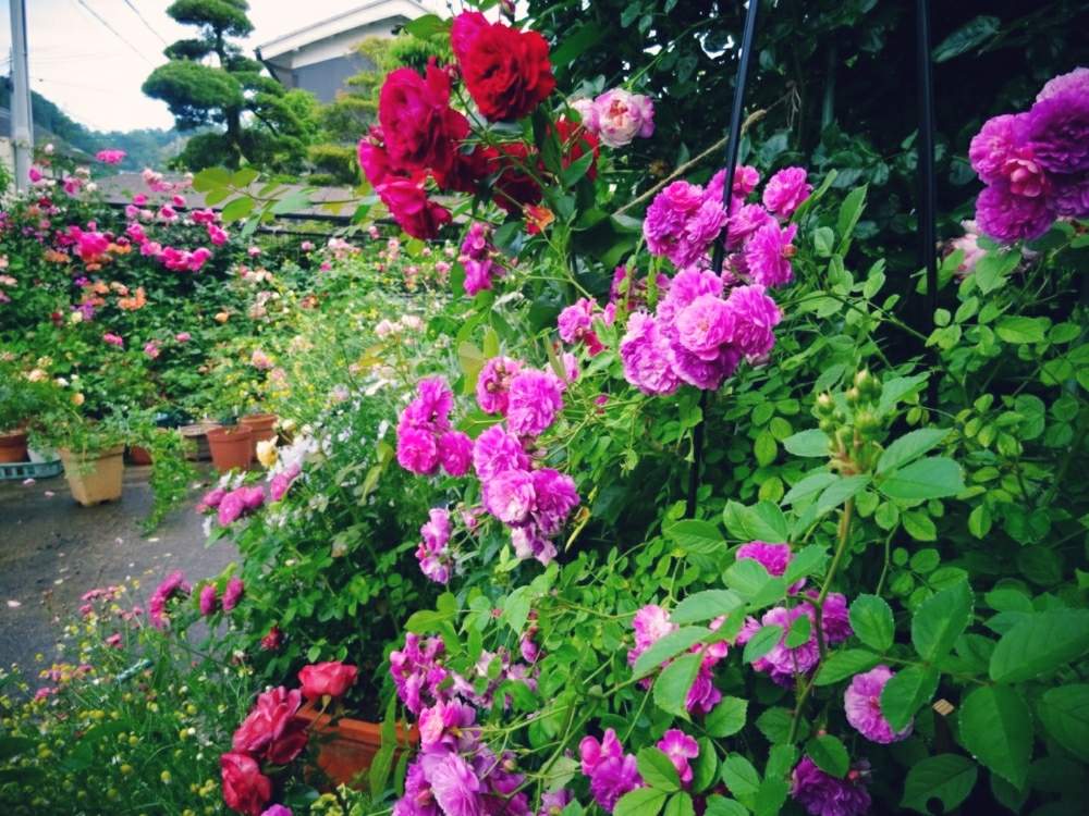 小さな庭の画像 by ☆きらまる☆さん | 小さな庭とYUMIKO印と薔薇愛同盟と薔薇男子と薔薇に魅せられてとオシャレとB型とバラのある暮らしとおうち園芸と今日の一枚ときれいな色と美しき薔薇様と花のある暮らしとかわいいな♡とテンション⤴︎とロザリアンとバラを楽しむ
