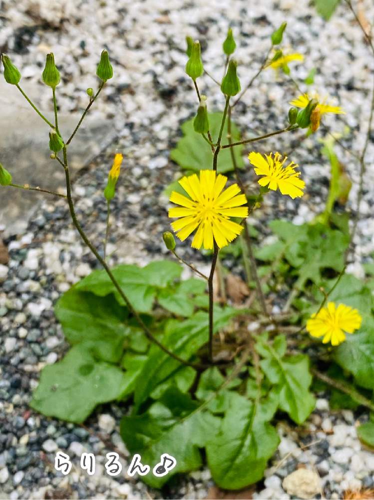 の画像 by らりるん♪さん | オニタビラコと野草とキク科とヤブタビラコ属とらり♪野草