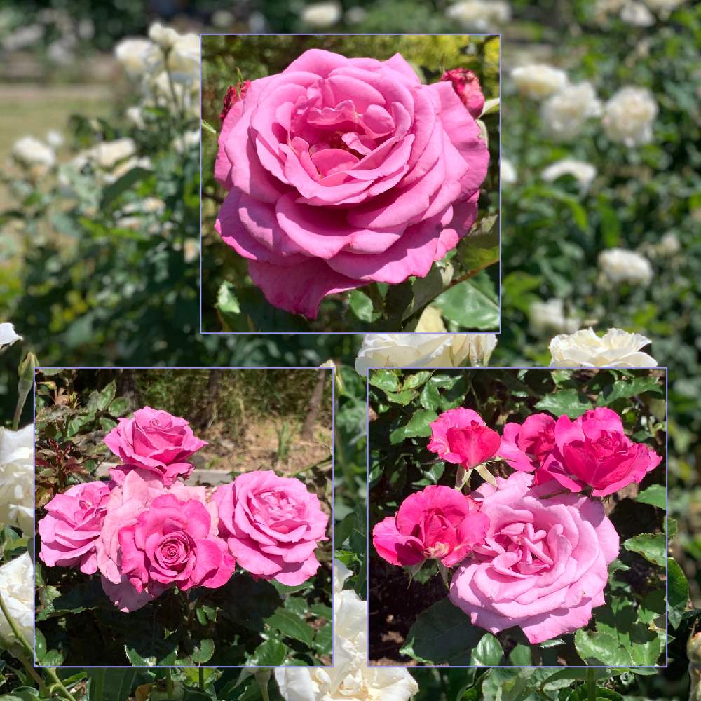 お出かけ先の画像 by Okavangoさん | お出かけ先とばら バラ 薔薇と薔薇愛同盟と薔薇に魅せられてといよいよ初夏へと堺市浜寺公園バラ園と1/100万本の薔薇と『バラとクレマチス』フォトコンと青・あお・ブルーと薔薇♪と夏・OSAKA