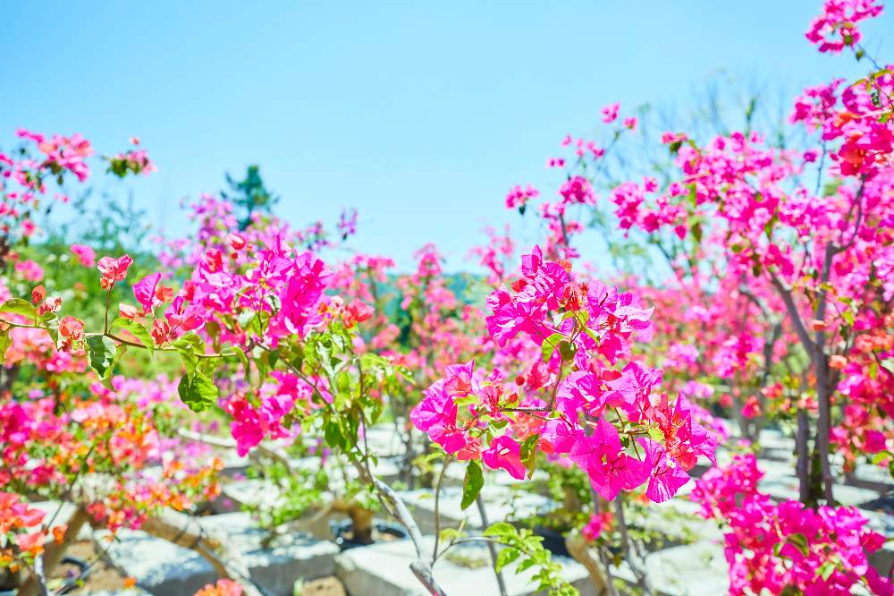の画像 by そら広場(そら植物園オフィシャルクラブ)さん | ブーゲンビリアとそら植物園とそら植物園 オフィシャルクラブ「そら広場」と植物と西畠清順と農場とそら広場