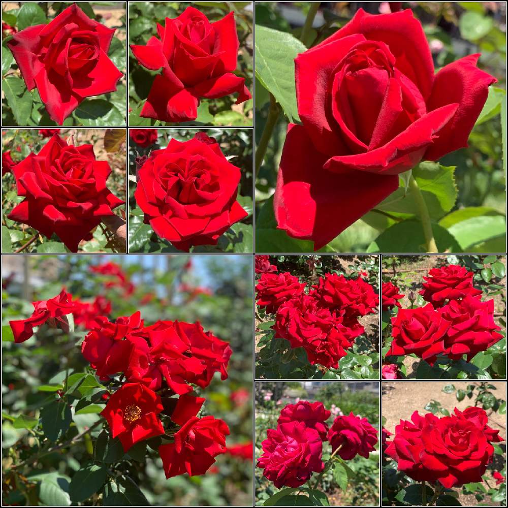 お出かけ先の画像 by Okavangoさん | お出かけ先とばら バラ 薔薇と薔薇愛同盟と薔薇に魅せられてといよいよ初夏へと大阪中之島バラ園と1/100万本の薔薇と『バラとクレマチス』フォトコンと薔薇♪と夏・OSAKAと赤・紅・あか・レッド