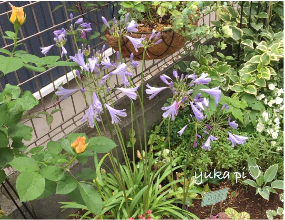 小さな庭の画像 by ゆかぴさん | 小さな庭とミニきぼうしとヒューケラ♪と花壇とおうち園芸とアガパンサス❇︎と花のある暮らしとキボウシ(擬宝珠)