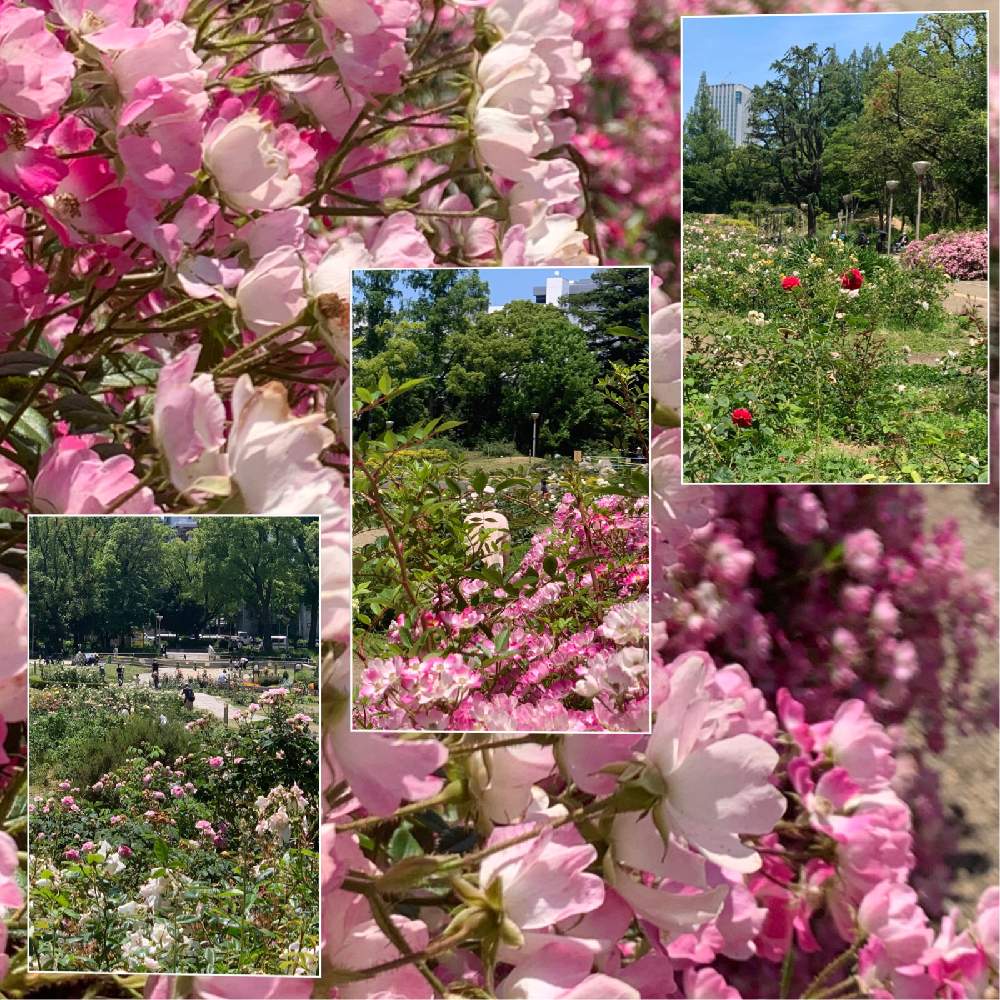 お出かけ先の画像 by Okavangoさん | お出かけ先とばら バラ 薔薇と薔薇愛同盟と大阪市靭公園と薔薇に魅せられてといよいよ初夏へと1/100万本の薔薇と『バラとクレマチス』フォトコンと薔薇♪と夏・OSAKA