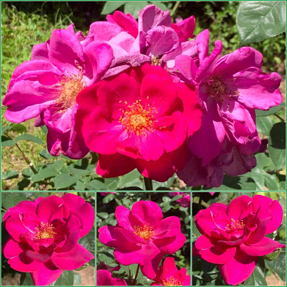 お出かけ先の画像 by Okavangoさん | お出かけ先とばら バラ 薔薇と薔薇愛同盟と大阪市靭公園と薔薇に魅せられてといよいよ初夏へと1/100万本の薔薇と『バラとクレマチス』フォトコンと紫・むらさき・バイオレットと薔薇♪と夏・OSAKA