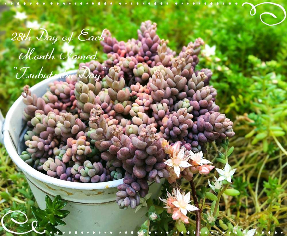 小さな庭の画像 by COOさん | 小さな庭とセダム属と多肉植物と雑草系セダムと放置栽培と多肉大好きと普及種バンザイとおうち園芸とつぶつぶの日と多肉女子とタニラーと パープルヘイズ