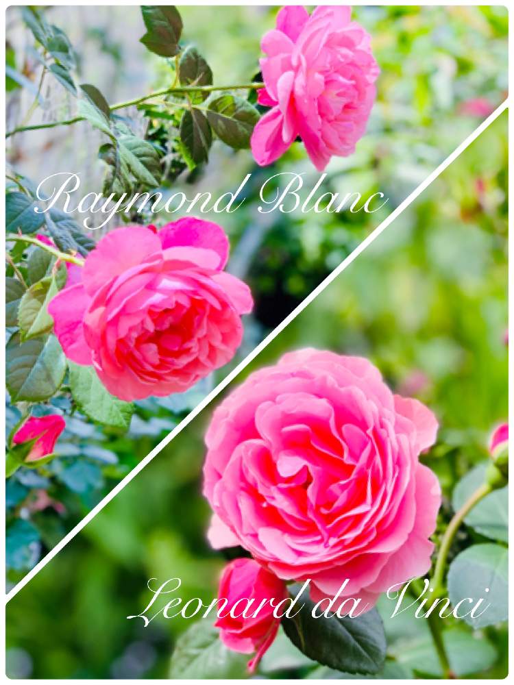 小さな庭の画像 by つきよみさん | 小さな庭とバラ レオナルド・ダ・ビンチと薔薇 レイモンブランとばら バラ 薔薇と庭の花とピンクと鉢植えとガーデニングと花のある暮らしとお花のある生活とマイ♡ローズ♡ガーデン♡とうっとり