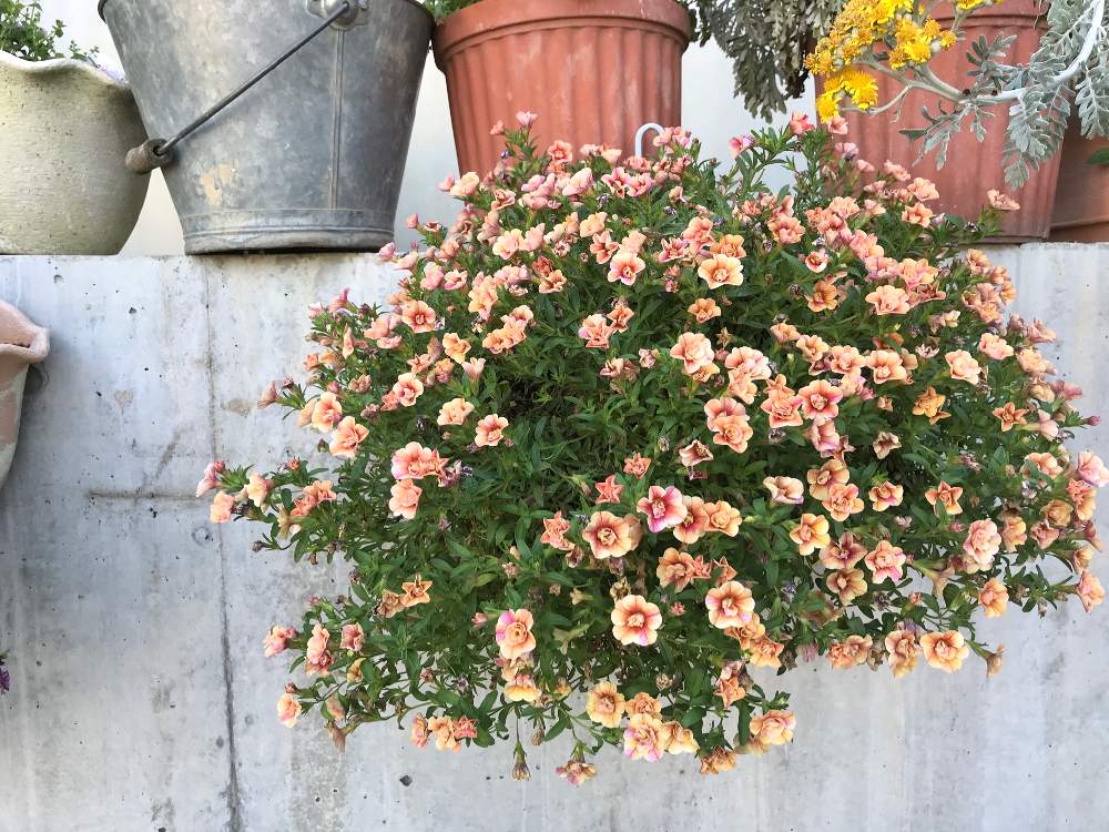 アプローチの画像 by やあさん | アプローチとカリブラコア ティフォシーアンティークNO.38と鉢植えと花のある暮らしとおうち園芸