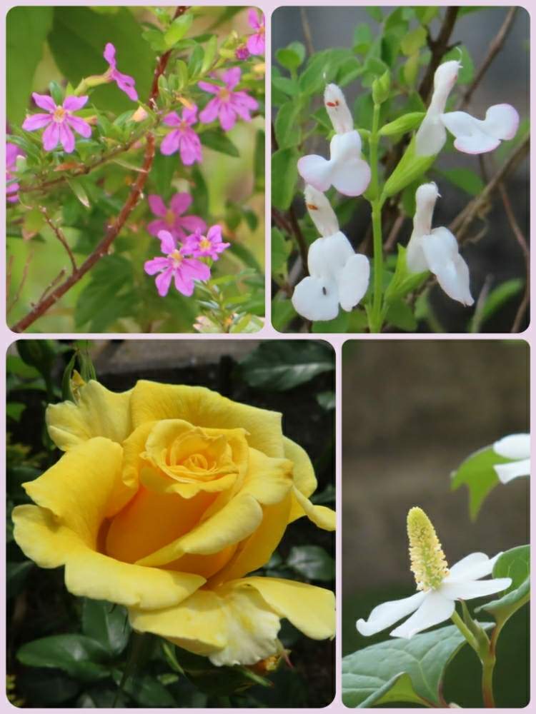 広い庭の画像 by ふくちゃんさん | 広い庭とクフェアとチェリーセージとドクダミとバラ、薔薇、ばらと新型コロナウィルスに負けるなと可愛い花とおうち園芸と花のある暮らしとうどん県人会