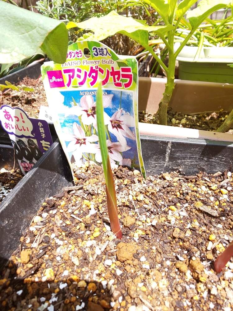 小さな庭の画像 by はねこさん | 小さな庭とアシダンセラと花のある暮らしとプランターの花としろいはなとおうち園芸