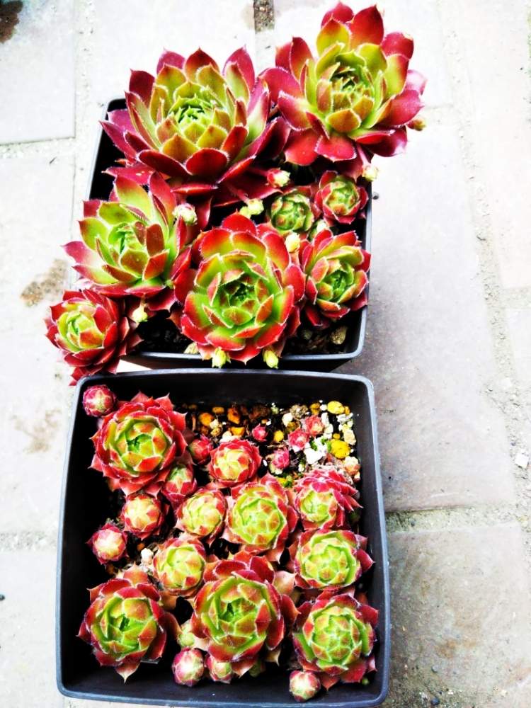 棚の画像 by はははさん | 棚と多肉屋敷と多肉植物と観葉植物とsempervivumとセンペルビウム属とおうち園芸とセンペルビウム ラリッサと多肉花壇と紅葉多肉とセンペルビブムと多肉棚と群生派
