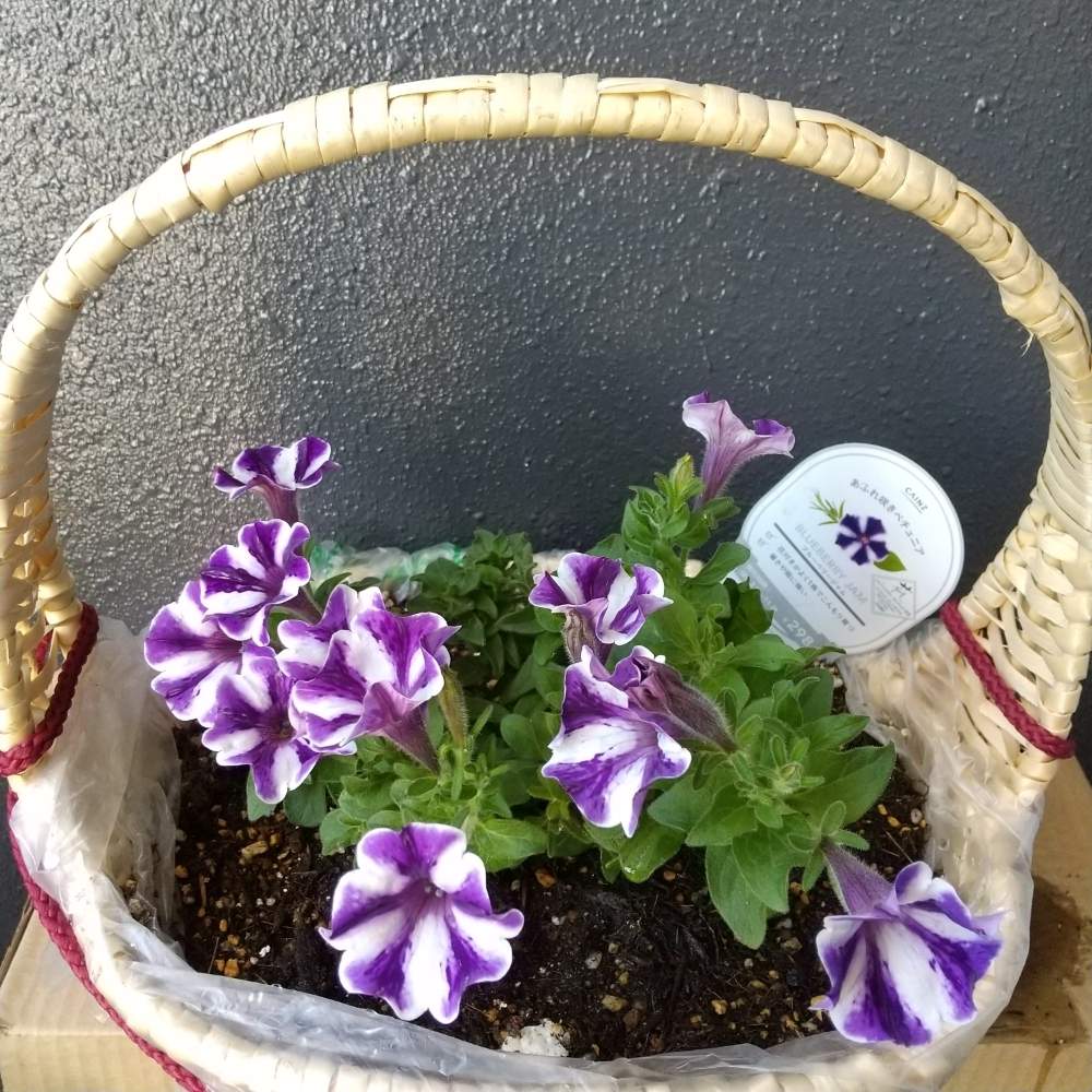 の画像 by 月華美神さん | 植物のあるくらしと定点観測と定点観測モニターと花と緑のある暮らしとあふれ咲きペチュニア♡と好きな香り♡とおうち時間とペチュニア ブルーベリージャムとおうちde菜園と∞Purple and Queen倶楽部∞とおうち園芸と∞Purple and queen 倶楽部∞とカインズ定点観測モニターと心のやすらぎとかわいぃな♡と∞INFINITY∞と花のある暮らしとカインズあふれ咲きペチュニア ブルーベリージャム♡と癒し✨とおうちで楽しく
