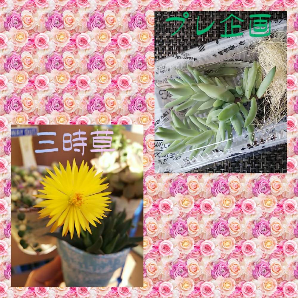 アプローチの画像 by ぷにさん | アプローチと樹氷と三時草と多肉植物と多肉中毒初心者とセデベリア属と多肉大好きと初心者と東京とぷにのプレ企画と多肉女子とタニラーと可愛いと癒し…♡とプレ企画と多肉初心者
