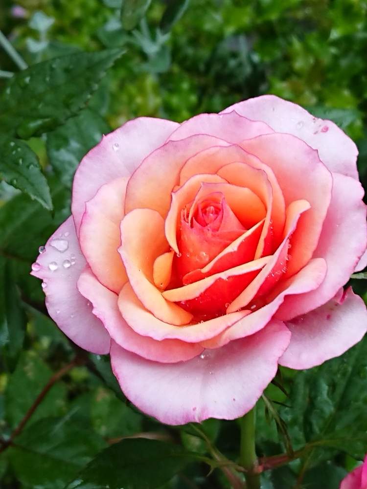 玄関の画像 by マロンさん | 玄関とミニ薔薇♡とあなたに届け❤️といつも ありがとうございます❤とあなただけ♡とお花パワー✨とグラデーションがステキとGS中毒と鷲掴み♡と大好き*♡とズーと❤️と植中毒と元気をお届け❤️と元気 届きますように✨と感謝✨とキレイ✨と癒し…♡とあなたを想う気持ちとかわいいな♡とありがとう*ᴗ ᴗ)⁾⁾♡