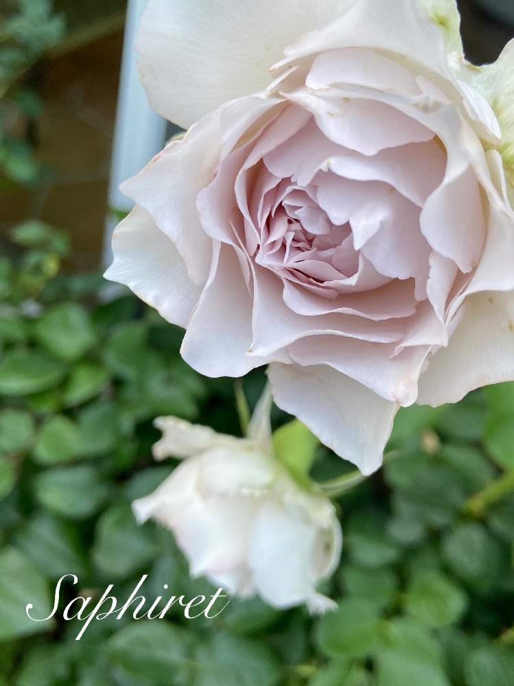小さな庭の画像 by kyonekoさん | 小さな庭とバラ サフィレットとばら バラ 薔薇と薔薇愛同盟とマイガーデンとGS映えとナチュラルガーデンとおうち園芸とバラ 鉢植えと『おうち園芸』フォトコンテストと河本ローズと可愛いとGSでバラ園と花のある暮らしとロザリアン