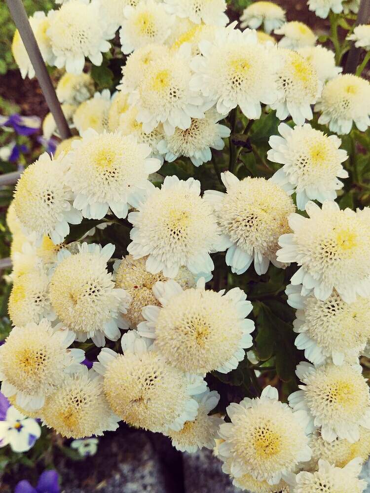 寝室の画像 by ゆめ☆さん | 寝室とマトリカリアと今日もお疲れ様❤︎とご近所散歩と綺麗な花色と優しい花に癒やされてと素敵な色合いと可愛い〜♡と今日の出逢い花と優しい花色と可愛い♡