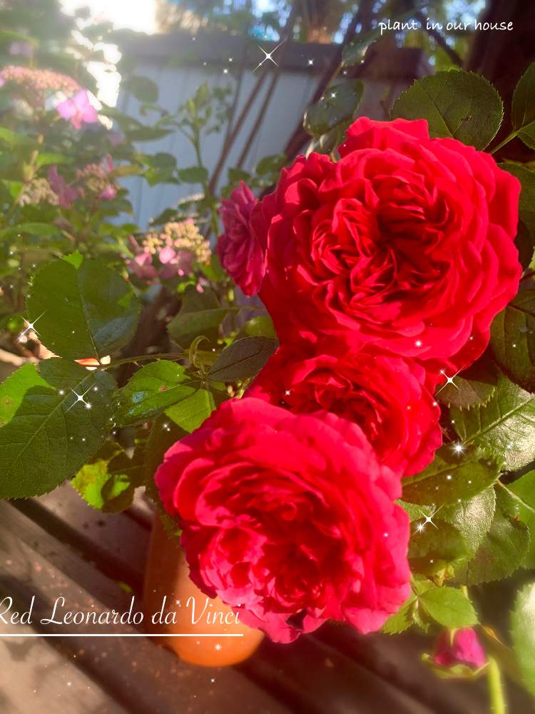 の画像 by kane flowerさん | アジサイとバラとレッドレオナルドダヴィンチと今日のお花と埼玉県と中ぐらいの庭とおうち園芸