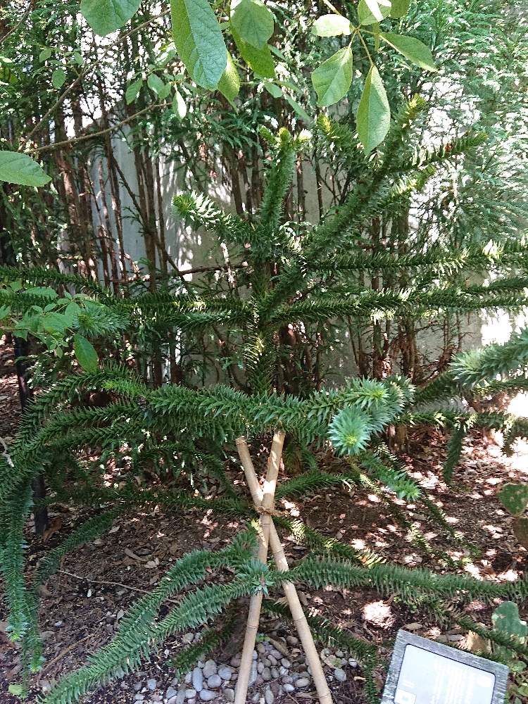 お出かけ先の画像 by botanicallifeさん | お出かけ先とモンキーパズルツリーとアローカリア アローカーナとそら植物園とそら広場と代々木ビレッジ