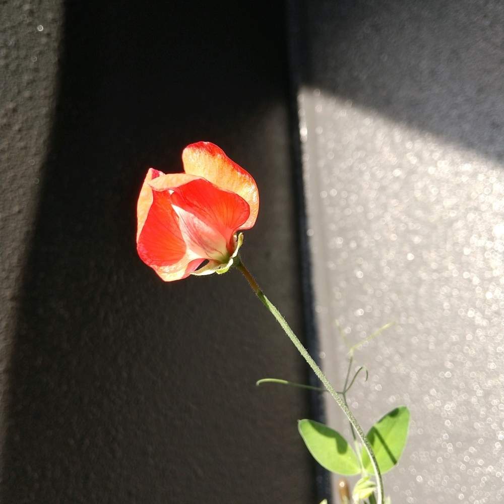 の画像 by 月華美神さん | 植物のあるくらしと花と緑のある暮らしと好きな香り♡とおうち時間とおうちde菜園と∞Purple and Queen倶楽部∞とおうち園芸と∞Purple and queen 倶楽部∞とMorning☀️と心のやすらぎとかわいぃな♡と∞INFINITY∞と花のある暮らしと癒し✨とスイートピー♡とおうちで楽しく