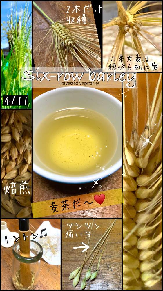 畑の画像 by kane flowerさん | 畑とムギとロクジョウオオムギとおうちde菜園とおうち園芸と埼玉県と家庭菜園奮闘日記と無農薬有機栽培と無農薬 無化学肥料栽培とK.F大麦栽培記録
