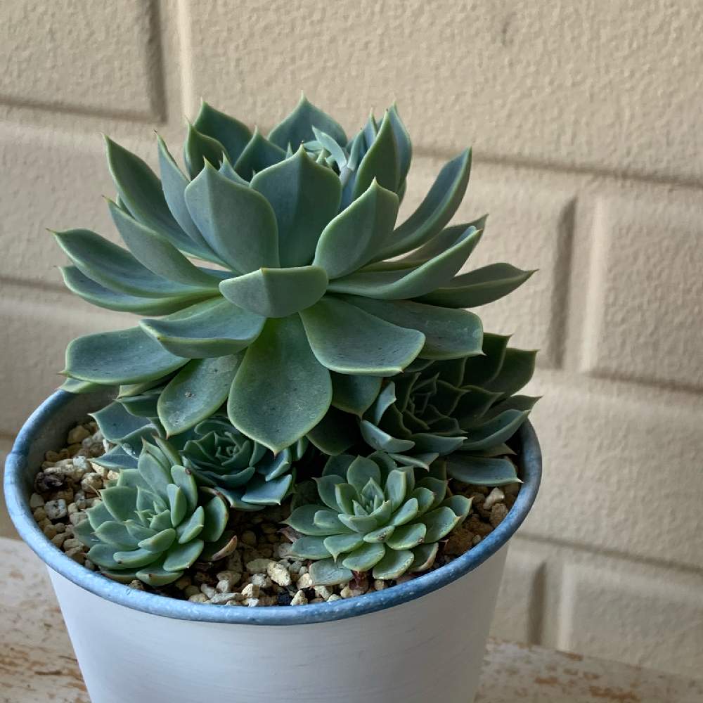 の画像 by バスケットさん | 多肉植物初心者と多肉植物と植物のある暮らしとしぞーか勢と多肉植物のある暮らしとおうち園芸と多肉女子とタニラーと鉢植えとかわいいな♡と静岡とGREEN UP!と静岡県とstay homeとiPhone撮影