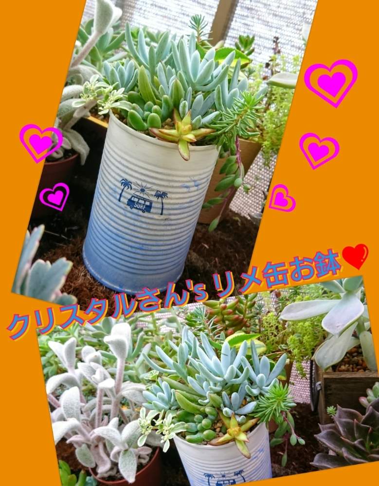 バルコニー/ベランダの画像 by のりっぺさん | バルコニー/ベランダとアドルフィーファイヤーストームとオトンナ ルビーネックレスとセダム 恋心とセネシオ 万宝とクラッスラ サルメントーサと素敵便♥️とクリスタルさんのプレ企画当選品♥️と今を乗切るぞ!とも〜夏日…ヤバっ(^o^;)と多肉ちゃん初心者と楽しい園芸o(^o^)oとバルコニスト