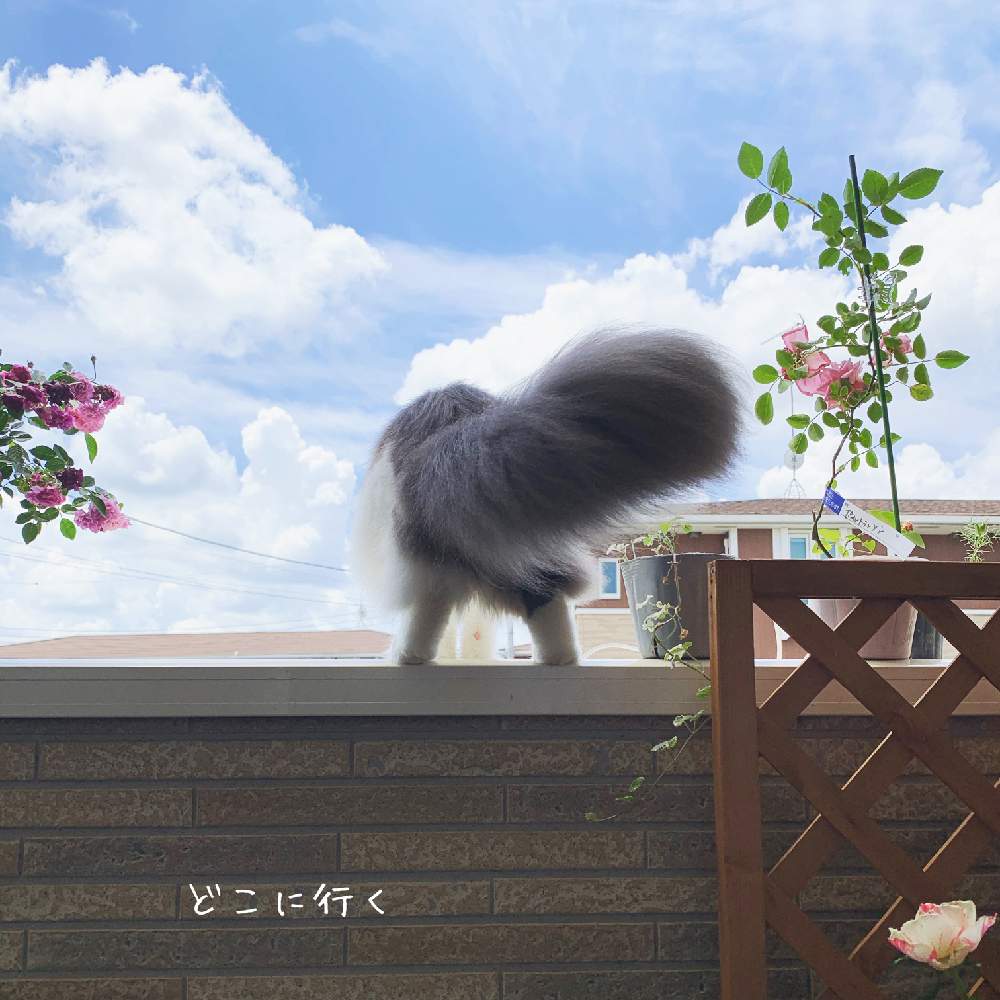 バルコニー/ベランダの画像 by さば*さん | バルコニー/ベランダとno green no lifeとありがとう❤️とねこちゃん♡とGSに感謝。