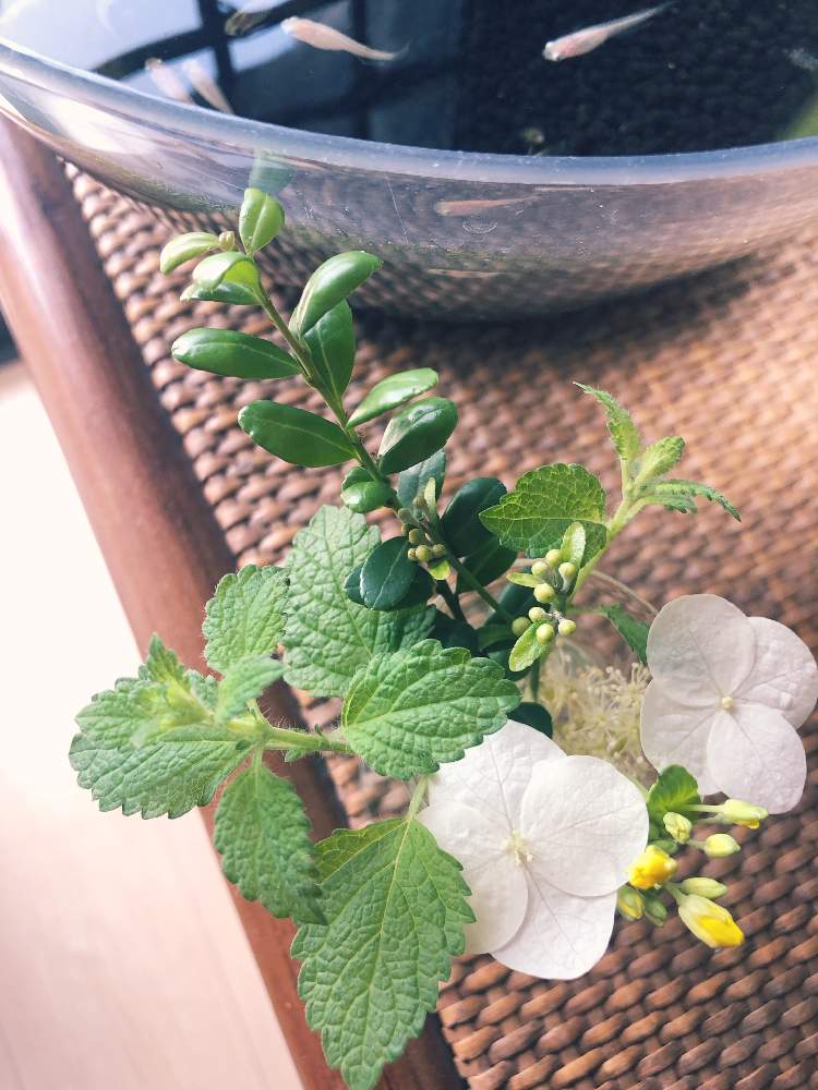 棚の画像 by こもひささん | 棚とレモンバームと柏葉紫陽花とマルツゲとマサキの蕾とちんげん菜の蕾とおうちで飾るお花