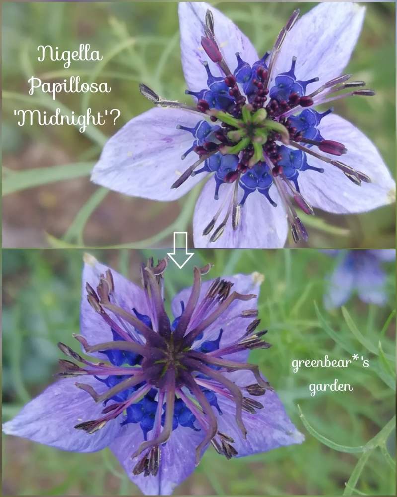 小さな庭の画像 by greenbear*さん | 小さな庭とニゲラと青い花とおうち園芸と植中毒とイングリッシュガーデンに憧れてと成長記録と花のある暮らしと青い花マニアとかわいいな♡とロザリアン