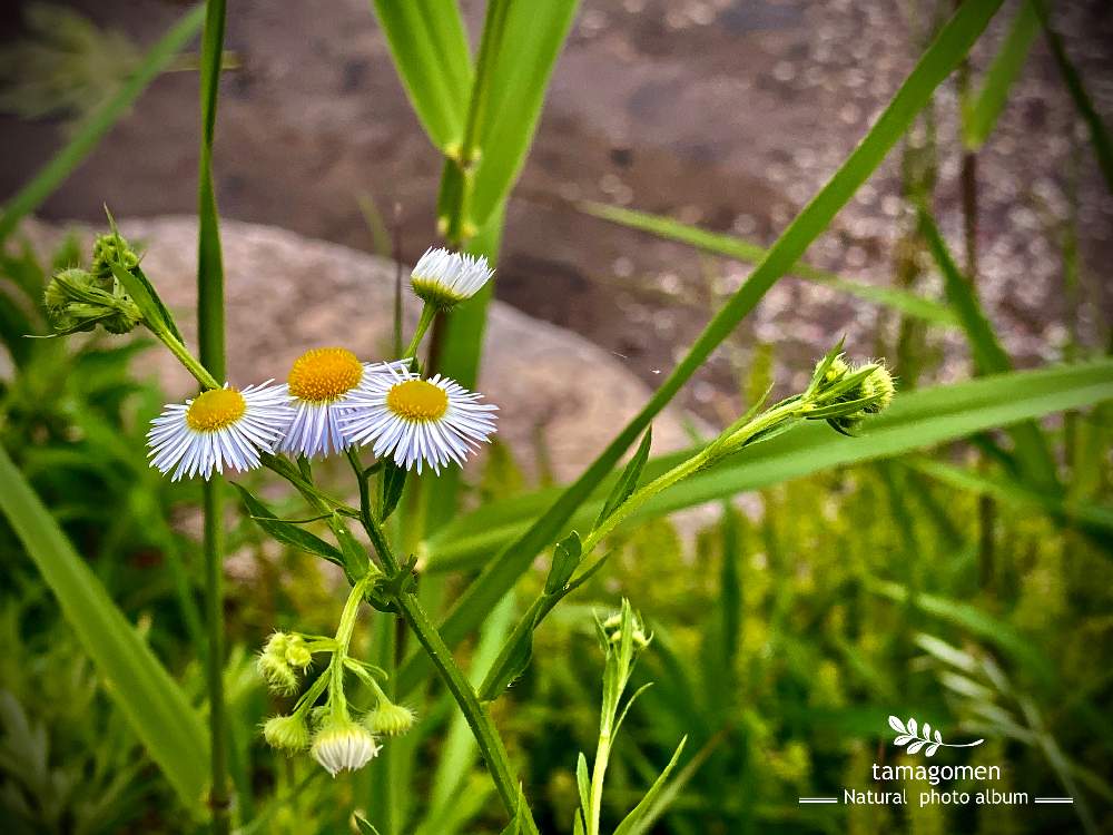 の画像 by tamagomen. nara.1964さん | 植物観察日記と気温16℃とiPhone11ProMaxと佐保川散策とハルジョオン*と大雨と春女苑と奈良県奈良市