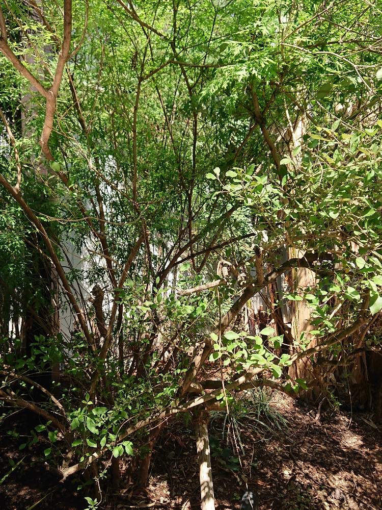 お出かけ先の画像 by botanicallifeさん | お出かけ先とセイヨウニンジンボクとチェストツリーとそら植物園と代々木VILLAGEと代々木ビレッジとそら広場