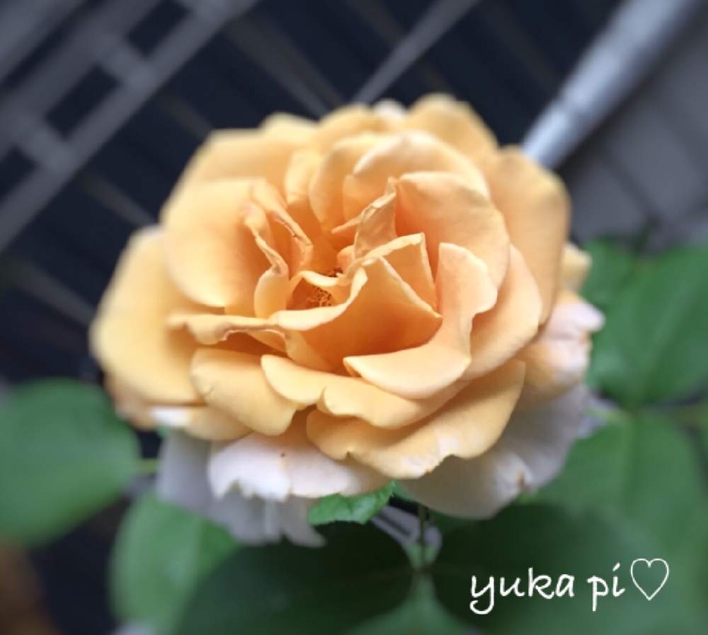 小さな庭の画像 by ゆかぴさん | 小さな庭と花壇と花のある暮らしとばら バラ 薔薇とおうち園芸