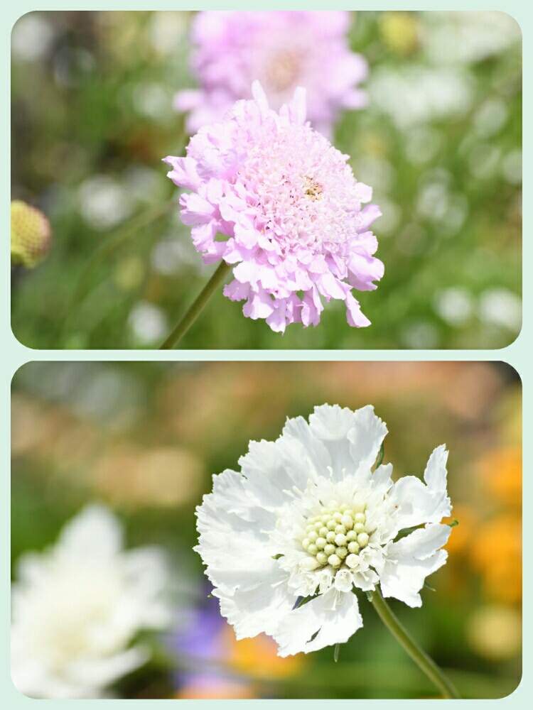広い庭の画像 by naokichiさん | 広い庭とスカビオーサ・ピンクレースとスカビオーサ・ホワイトクイーンと花壇の宿根草と一眼レフとマイガーデンとおうち園芸とイングリッシュガーデンと宿根草♪とガーデニングと花のある暮らし
