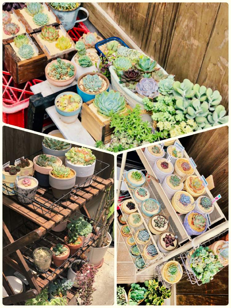 小さな庭の画像 by 天真爛漫ママさん | 小さな庭とセダム属と多肉植物と木製プランターとタニパトとリメ缶と多肉大好きと多肉は癒しと多肉植物のある暮らしと手作りプランターと植中毒とリメ鉢とエケベリア女子とエケベリア属と多肉女子とタニラー