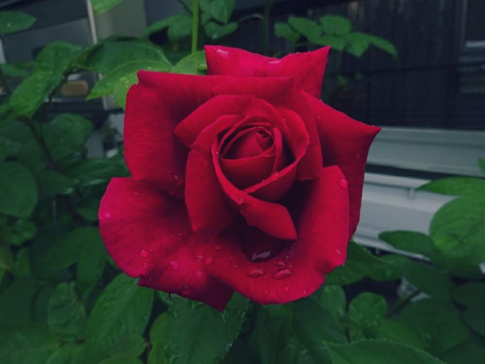 小さな庭の画像 by ☆きらまる☆さん | 小さな庭とHTCと極上咲きと薔薇愛同盟と薔薇男子と薔薇に魅せられてとB型とバラのある暮らしとおうち園芸と今日の一枚とセクシーときれいな色と美しき薔薇様と花のある暮らしとテンション⤴︎とロザリアンとバラを楽しむ