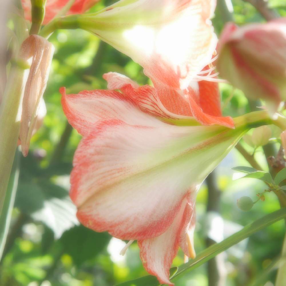 小さな庭の画像 by 由美子さん | 小さな庭とアマリリスとゆみさんちの庭あそびとLUMIX gf7とパナライカ25mmと『おうち園芸』フォトコンテストとミラーレス一眼と日曜にこにこ猫目線