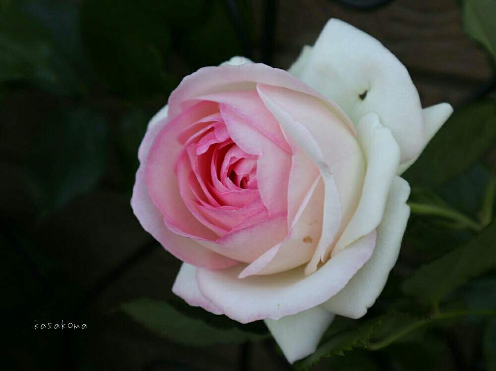 小さな庭の画像 by kasakomaさん | 小さな庭とピエールドゥロンサールと薔薇愛同盟とバラのある暮らしと一眼レフ初心者とつるバラと植中毒と『おうち園芸』フォトコンテストと2020kasakomaの薔薇と鉢植えと花のある暮らしとバラ・ミニバラとトリプルデッカー