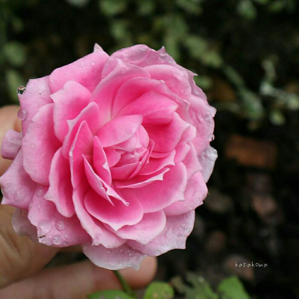 小さな庭の画像 by kasakomaさん | 小さな庭とバラ オーバーナイトセンセーションと薔薇愛同盟とバラのある暮らしと一眼レフ初心者と植中毒と『おうち園芸』フォトコンテストと2020kasakomaの薔薇と鉢植えとバラ・ミニバラ