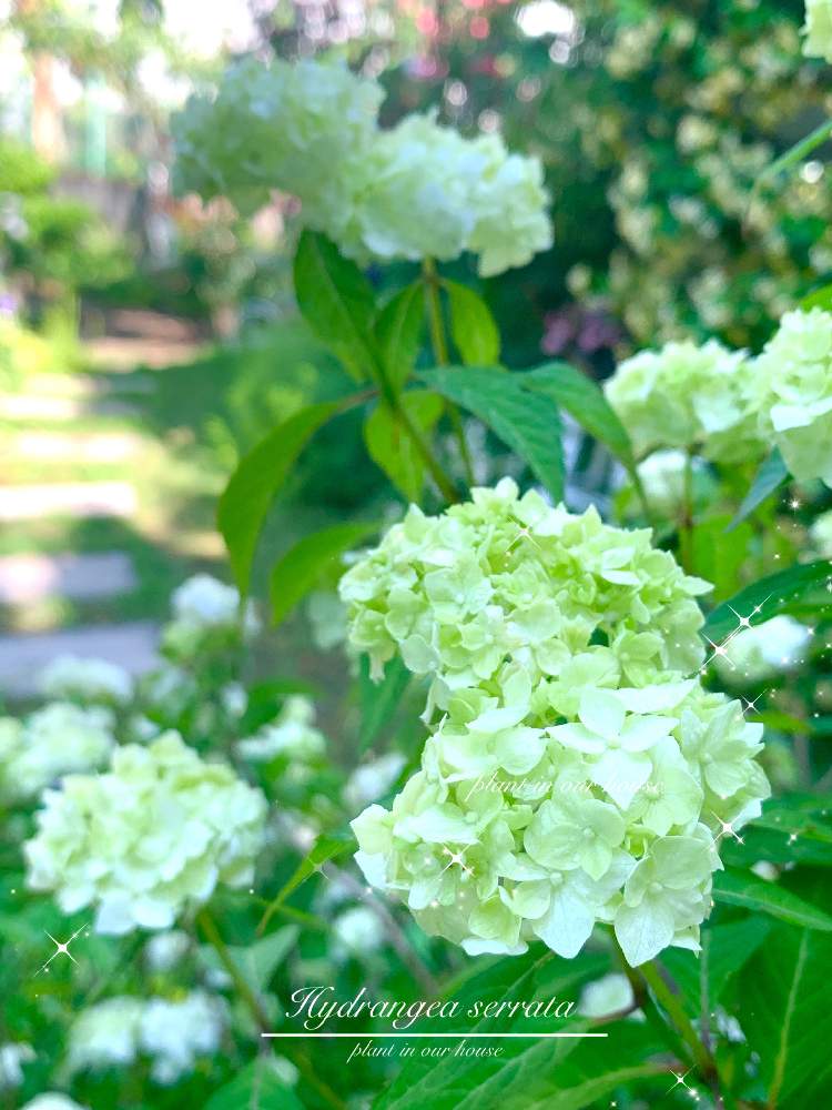 の画像 by kane flowerさん | ヤマアジサイ✴︎とアジサイとシロマイコ?と埼玉県と中ぐらいの庭とおうち園芸と最近撮影と可愛い♥️とウットリ