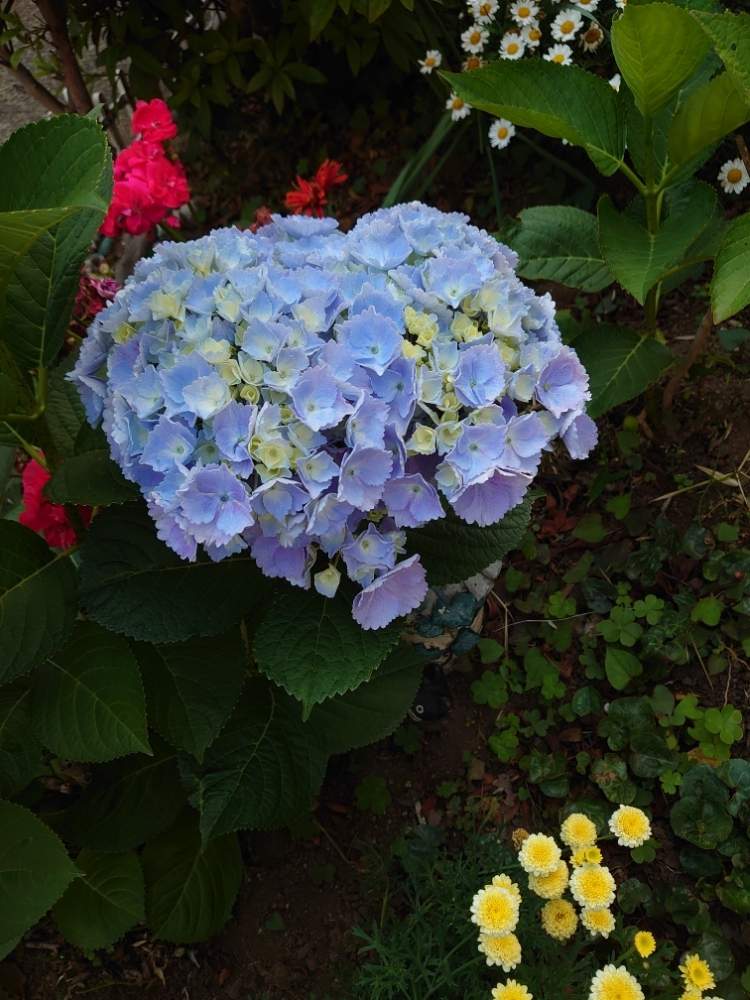 の画像 by トリトンさん | 紫陽花と紫陽花 あじさい アジサイと元気だしてとキュンキュン乙女倶楽部と医療・介護の皆様に感謝と青い紫陽花前線2020とかわいい♡といやされる♡とありがとう♡嵐♡とI♡KanagawaとGS映えとチーム・横浜No.21とGS日和と品種不明とキュンキュン乙女倶楽部No.183と青い花マニアとチーム・ブルーとチーム・ブルーNo.009とチーム横浜