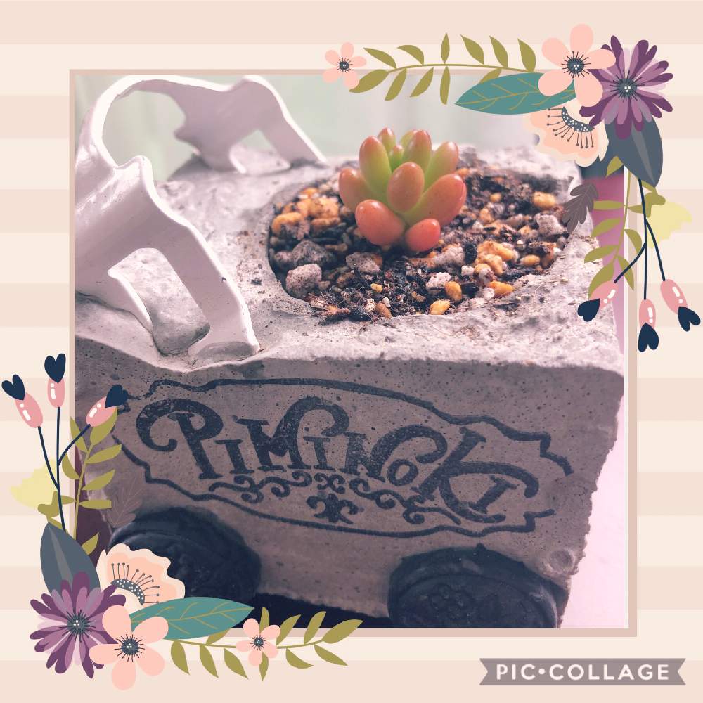 小さな庭の画像 by みこさん | 小さな庭とセダム属と 虹の玉とお家で過ごそうとたにくと多肉大好きと虹の玉チャレンジとおうち園芸と思いやりといちかわふぁーむさんと多肉ラボ©と多肉女子と花のある暮らしとiPhone