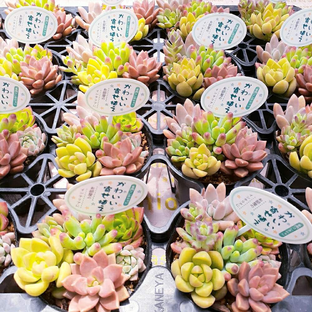 お出かけ先の画像 by ジョージさん | お出かけ先と多肉と多肉植物 寄せ植えと多肉植物いろいろと元気いっぱいとジョージの部屋と多肉植物と軟葉系ハオルチアと硬葉系ハオルシアと入荷情報♪とハオルチア属と多肉大好きとお気に入り♡とハオルチア男子と八王子市と可愛い多肉ちゃん❤︎とジョイフル本田 瑞穂店とハオルシア属 と多肉植物とサボテンと緑のある生活とおおきくなあれと育成中と欲しいとハオルチア大好き