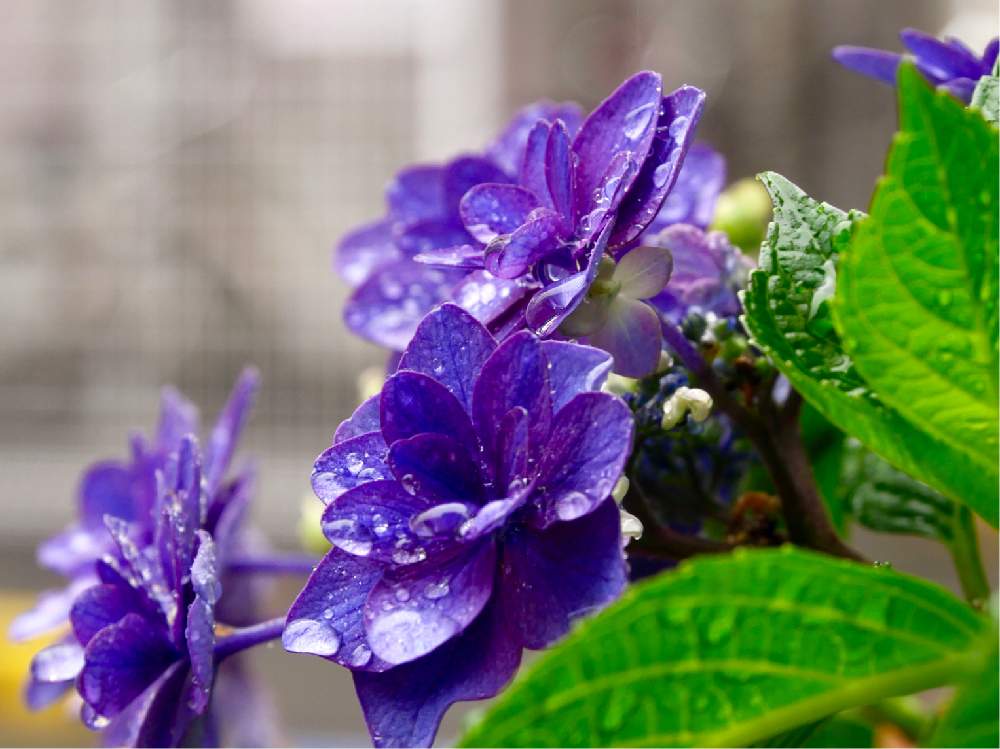 の画像 by ぶーさん | 紫陽花と青紫色の花と雨の季節と大好きと元気になれ!とご近所と願いを込めて