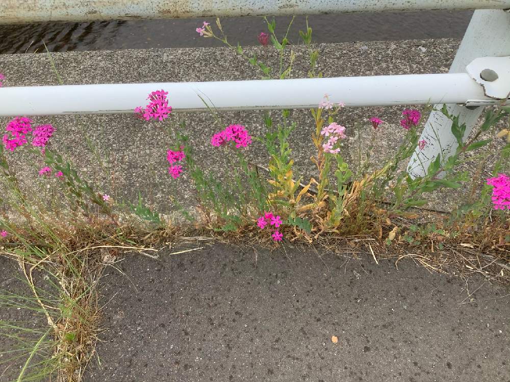お出かけ先の画像 by まーさんさん | お出かけ先とムシトリナデシコと草の草と道端徘徊同盟と小花会とチーム石川と森のがっこうと森のこどもの日と森の負けないぞ❗️
