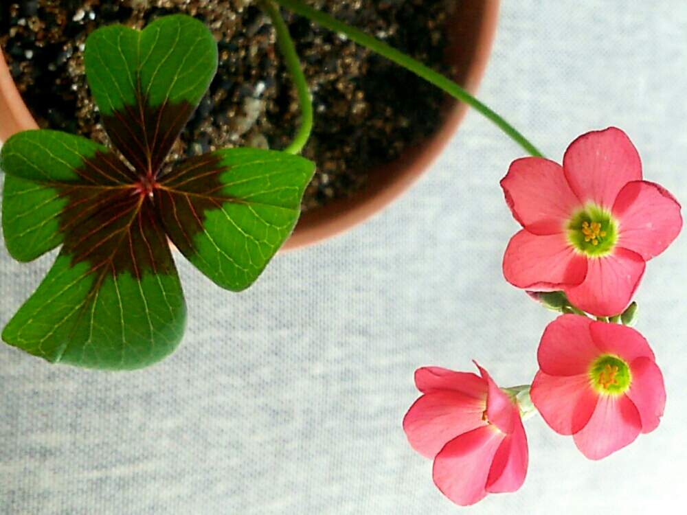 窓辺の画像 by non*noさん | 窓辺とピンク ぴんく Pinkと小さなお花と新型コロナウィルスに負けるなとオキザリス属とおうち園芸と北海道