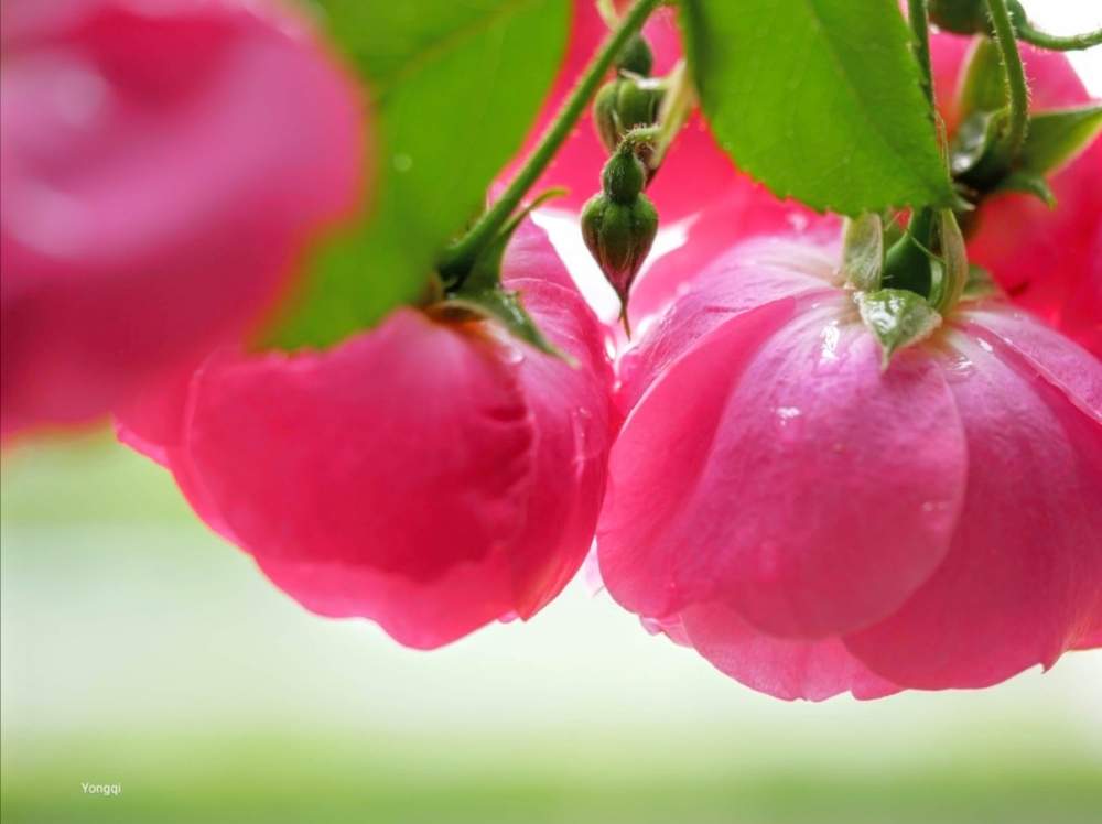お出かけ先の画像 by ゆうき wojiao yongqiさん | お出かけ先とプチ薔薇公園